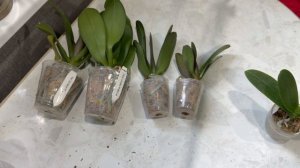 Распаковка посылки с шикарными орхидеями