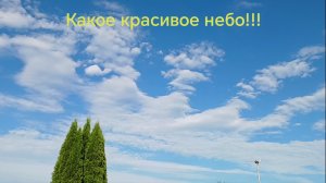 Лилии на озере. Красивое небо. Что с помидорой? 31.07.2026