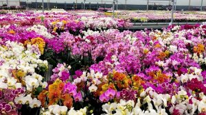 🌸 СКИДКА 10% на ВЕСЬ ассортимент орхидей. Поставка подростков от MIKI ORCHID. Обзор от 03.08.26г.