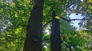 Музыка парка, отдых и расслабление
