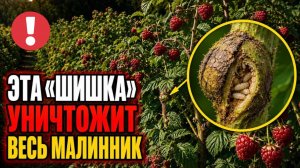 СРОЧНО ОСМОТРИТЕ МАЛИНУ В ИЮЛЕ - ПОТОМ БУДЕТ ПОЗДНО! МАЛИНА ПОГИБАЕТ ИЗНУТРИ: ХИМИЯ ЗДЕСЬ БЕСПОЛЕЗНА
