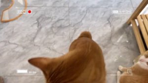 🐾 Мама-кошка подстригает шерсть на ферме и делает тигровую шапку для котят дома🐾🎩🐯