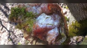 За халцедонами в овраги Луховицкого района. И, в гостях у Сергея Борисовича Романова.