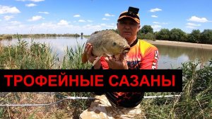 ТРОФЕЙНЫЕ САЗАНЫ.ура.я их добыл)река порадовала