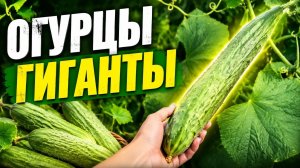 Огурцы-гиганты
