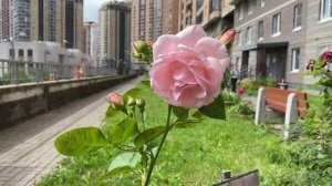 Прекрасные цветы 🌷🌹🌺