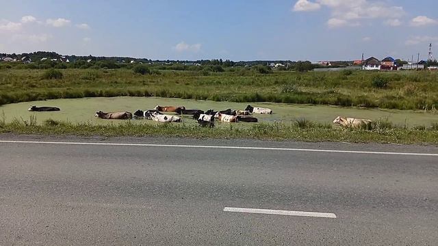 Бегемоты на Урале тоже бывают