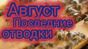 Август. Последние отводки
