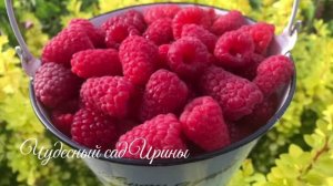 Замечательный сорт летней малины Пшехиба