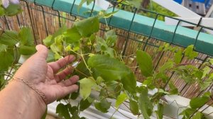 Новые жители моего сада 🌿Клематисы, красивые сорта🌿из питомника Магия Цветов 🌿