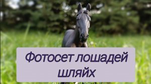 Фотосет лошадей Шляйх | Schleich