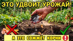 Положите ЭТО в лунку и урожай удвоится! А эти 3 вещи класть НЕЛЬЗЯ - погубите рассаду на огороде