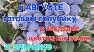 Подготовка голубики в августе к закладке цветочных почек и зимовке, вызревание побегов 🫐