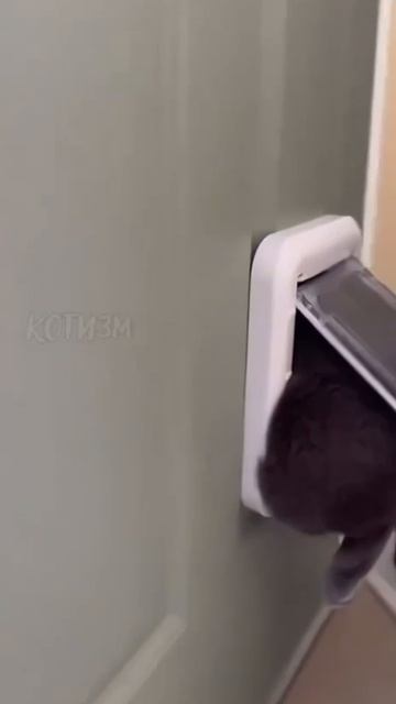 жирдяй
