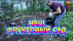 Сажаем фруктовый сад