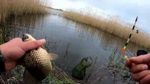 Крупный КАРАСЬ на ПОПЛАВОК в камышах,