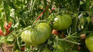 Сибирь. Теплица ✓2 с томатами 🍅. 30 июля 2026.