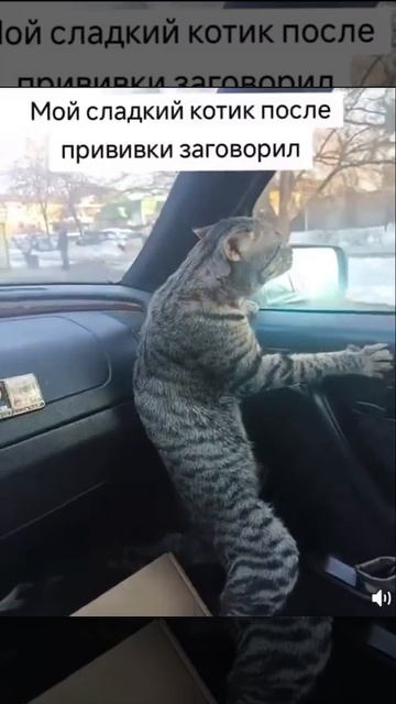 Говорящий Котик😅😂😍🐱🙈/ 3 августа 2026 г. /