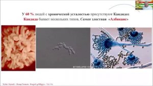 Whieda 8 основных продукта компании Nodar Gazneli NodarGazneli