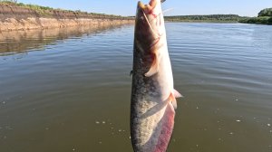река Дон. Вечёрка