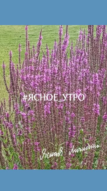 Ясное утро на канале Ясная Личность