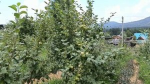 Роль кальция и бора в организме растения