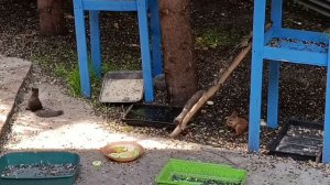 замечательные новички в вольном зоопарке