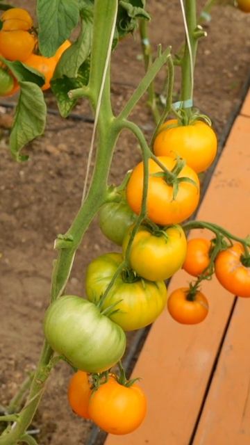 Собирайте томаты вовремя 🕒🍅