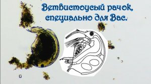 Дедушка развлекается - Ветвистоусый рачок, специально для Вас.