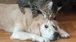 кошки и собаки смеха монорама😸🐶