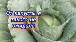 Никогда такого не было. Проблемы с капустой, не знаю, что делать...