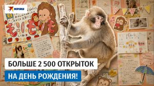 Одинокой макаке Панчу исполнился год: его поздравил весь мир