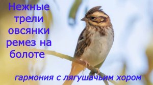 Звук природы. Пение птицы Овсянка ремез  на болоте