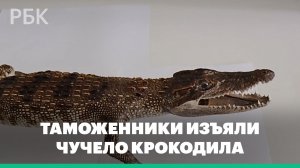 Чучело сиамского крокодила обнаружили новосибирские таможенники