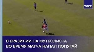 В Бразилии на футболиста во время матча напал попугай