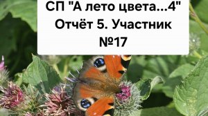 СП «А лето цвета...4» Отчёт 5. Участник №17