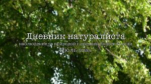 Дневник натуралиста: наблюдение за  природой в средней полосе России Июль 2026г