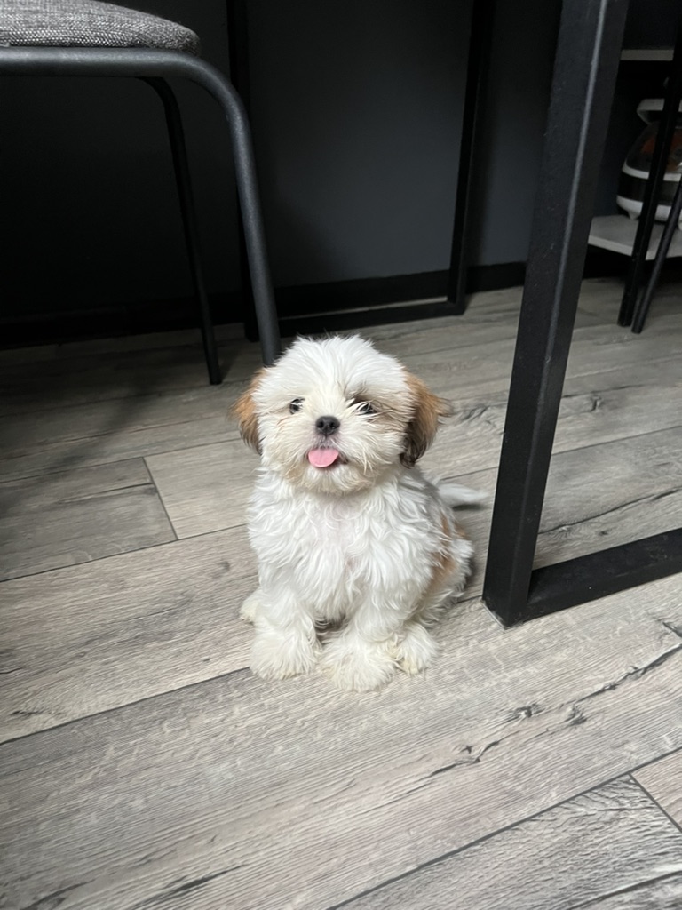 Puppies