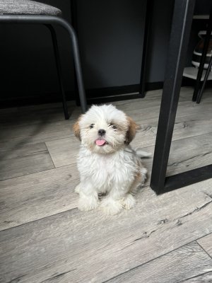 Puppies
