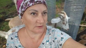 Строим крольчатник / козлята уже на спину залезли