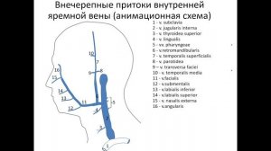 Внечерепные притоки внутренней яремной вены (анимационная схема).