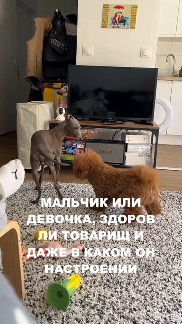 ЗАЧЕМ СОБАКИ ЭТО ДЕЛАЮТ?