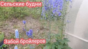 Начинаем забой бройлеров