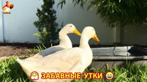 Забавные утки мускусные и пекинские на свободном выгуле со своими друзьями ч.(420) ❣️🤗😂