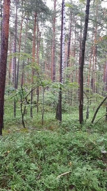 Природа и мы 🦋🌲💚   #хребетЗаозёрный #озероТургояк #любовь