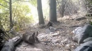 Рысь убивает Гремучую змею во время боя