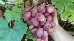 СЕНЬОРА!!!🍇🍇🍇 ВЕСОМЫЙ РАННИЙ КРУПНОПЛОД!!! Telegram, WhatsApp, Vlber и MAX +79528500417.