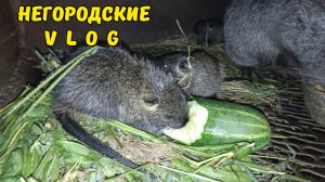 НУТРИИ. Подросшие и новые малыши. 24.07.26