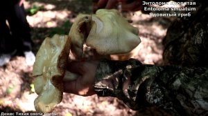 Энтолома ядовитая осторожно не ешь этот гриб