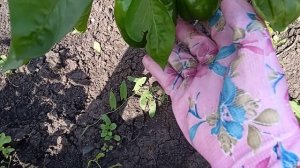 Определяю объём работы на день.